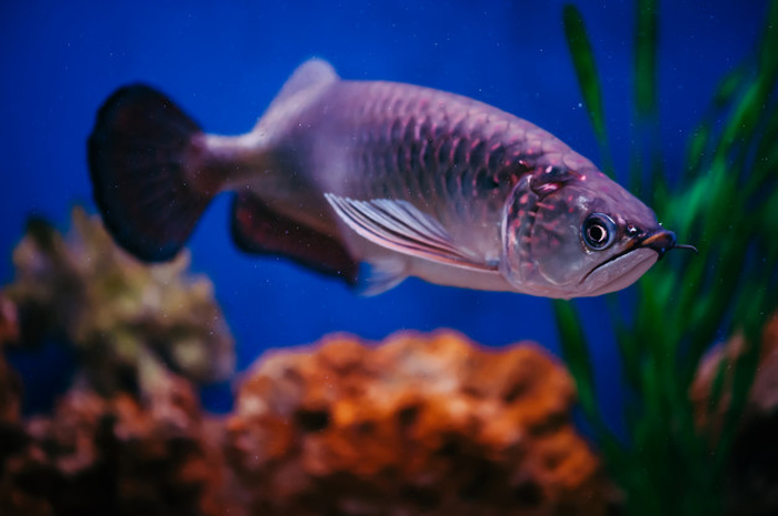 Ikan arwana