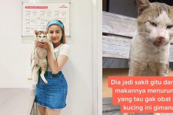 Viral sebuah video tentang kucing  yang tiba-tiba diam mematung. Selebram Awakarin pun membantu menolong kucing tersebut.