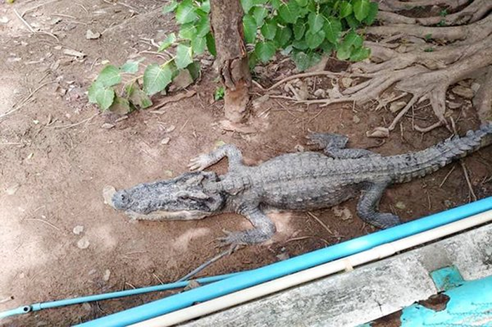 Setelah melihat pemandangan ini mungkin Anda akan terkejut, karena mungkin ini adalah buaya dengan kondisi yang cukup langka.