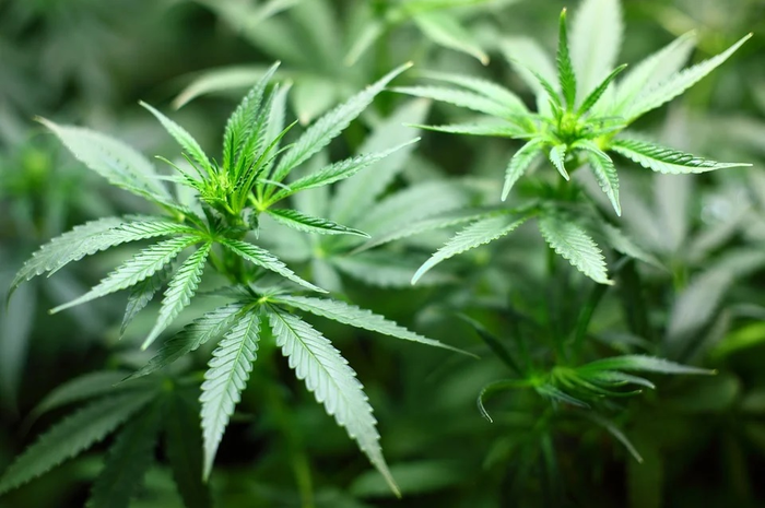 iIustrasi tanaman ganja