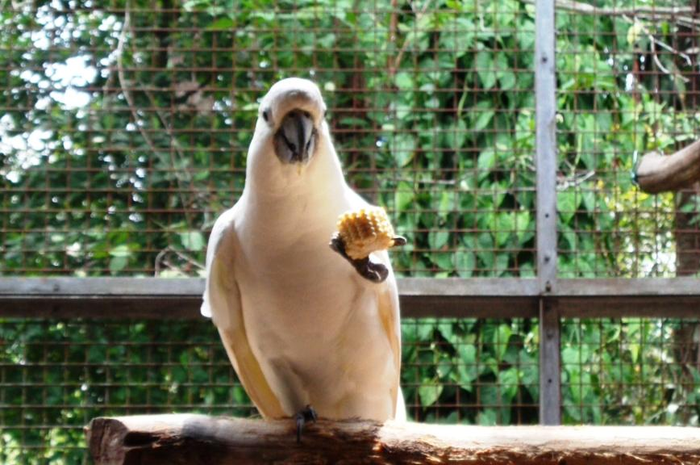 Burung kakatua hewan yang cerdas