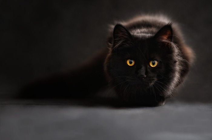 Ilustrasi kucing