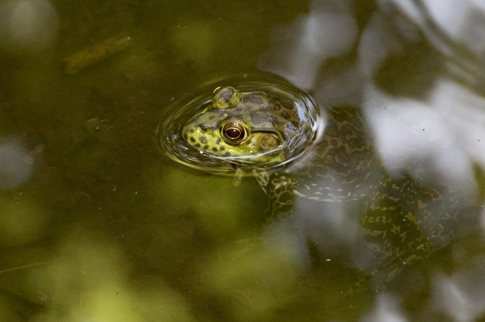 Katak Bullfrog