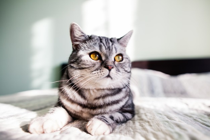 Kucing 