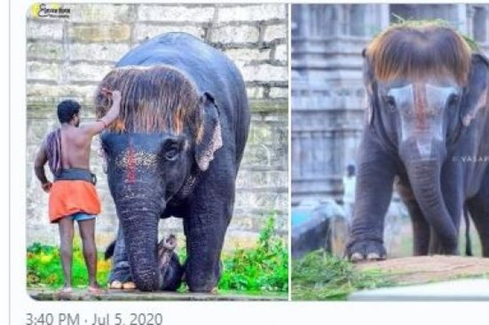 Gajah berambut Bob di India