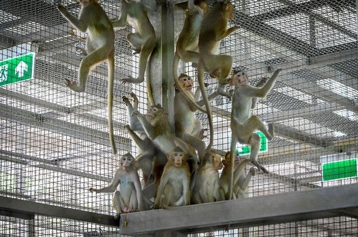 Tes Vaksin Covid maut yang mematikan terhadap monyet