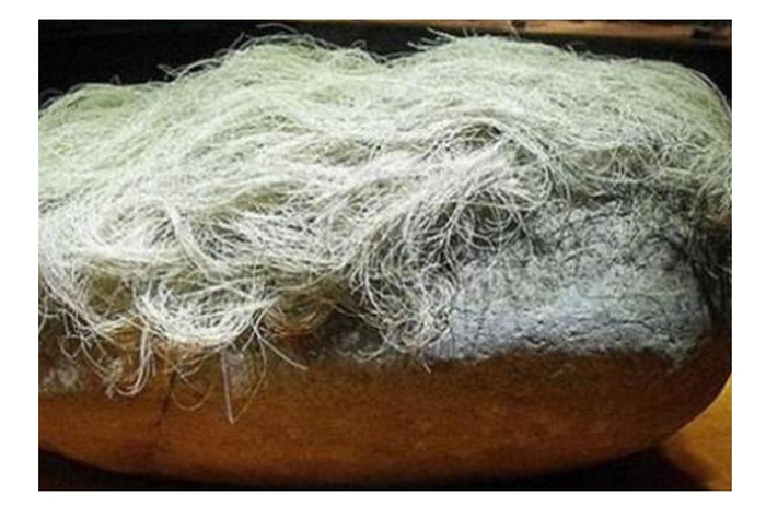 Batu aneh yang ditumbuhi rambut.
