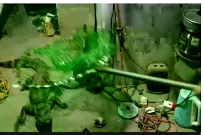 Buaya itu telah tinggal di dalam kamar pria tersebut.