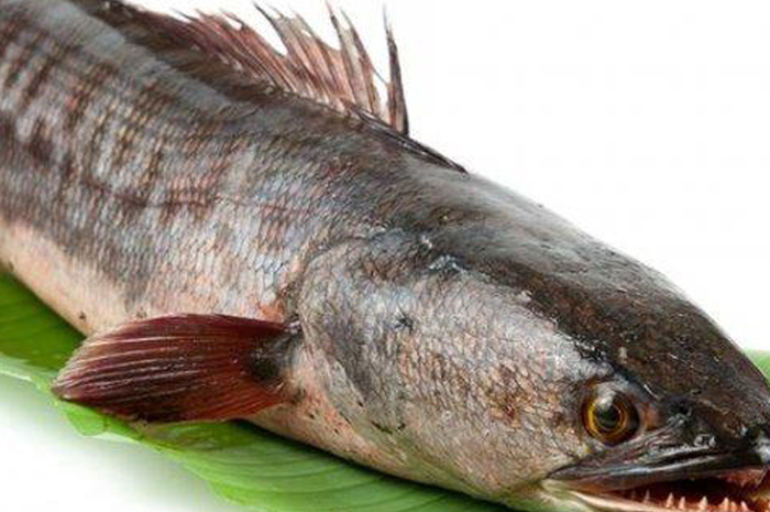 Ikan Gabus