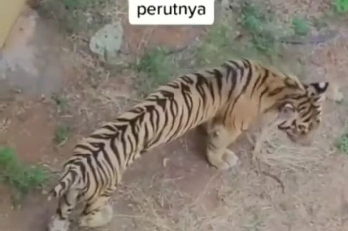 Viral harimau di Zoo Maharani nampak kurus dan perutnya kempis