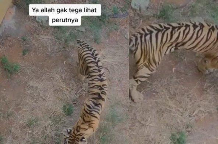 Harimau sumatera yang tampak kurus dan berjalan gontai