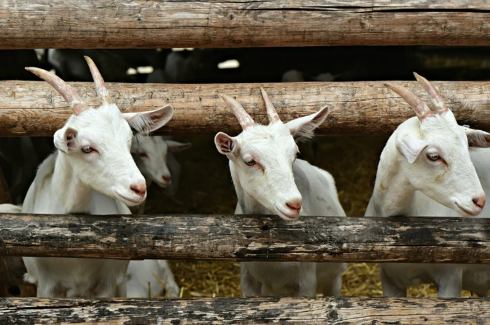 Ilustrasi kambing