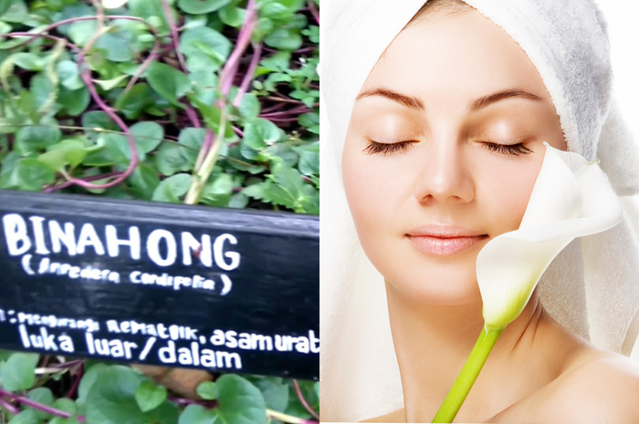 Kulit wajah mulus dan glowing seperti artis Korea, lakukan dengan perawatan kulit alami menggunakan daun binahong ini.