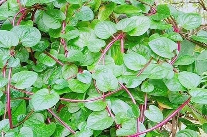 Resep daun binahong untuk obati gagal ginjal.