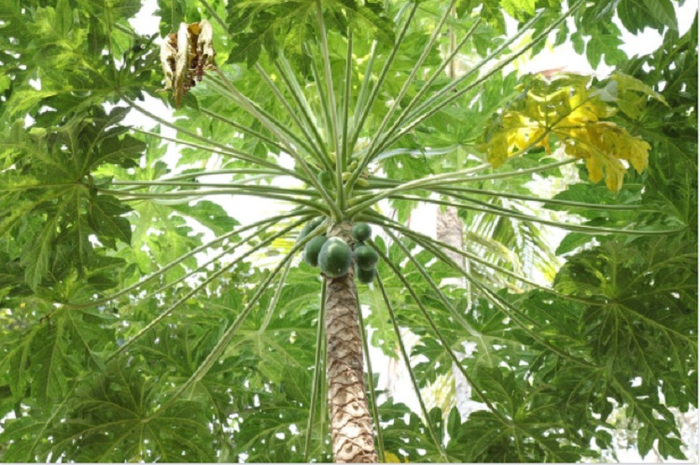 Manfaat daun pepaya 