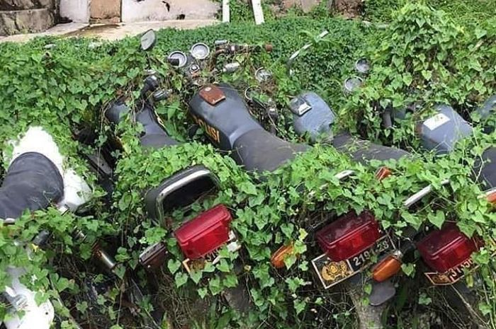 Harta karun, Yamaha RX-King dinas polisi terlantar sampai diselimuti tanaman