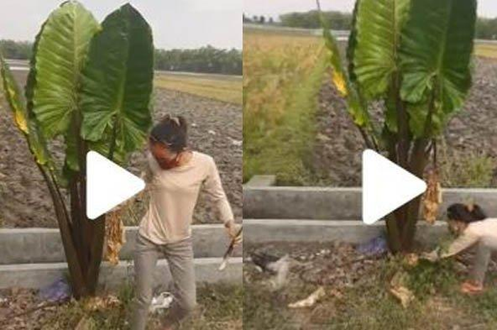 Bahkan kaum pria pun ikut terseret arus viral dari tanaman-tanaman yang dulunya sempat dipandang sebelah mata.
