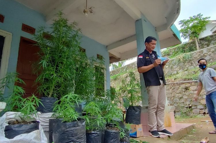 Petugas BNNP Jawa Barat dan BNN Tasikmalaya, mengamankan puluhan barang bukti tanaman ganja pakai polybag hasil penggerebekan seorang pria paruh baya di rumahnya Kampung Cisirah, Desa Cibahayu, Kecamatan Kadipaten, Kabupaten Tasikmalaya, Senin (20/10/2020).