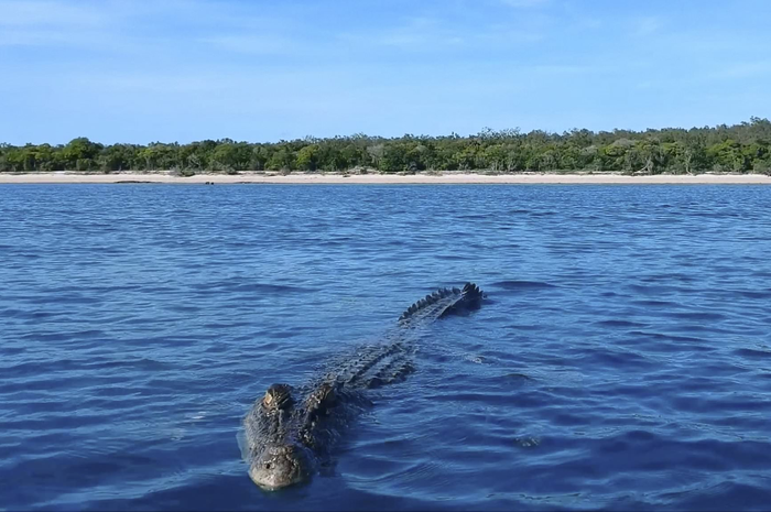 Kisah Titus selamatkan nyawa sang adik dari terkaman buaya, sempat tarik-menarik di tengah laut dengan buaya.