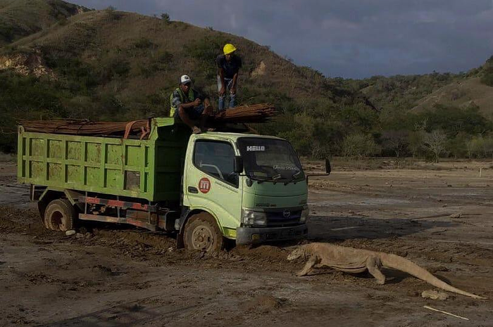 Komodo halang truk proyek pembangunan taman wisata Jurassic Park
