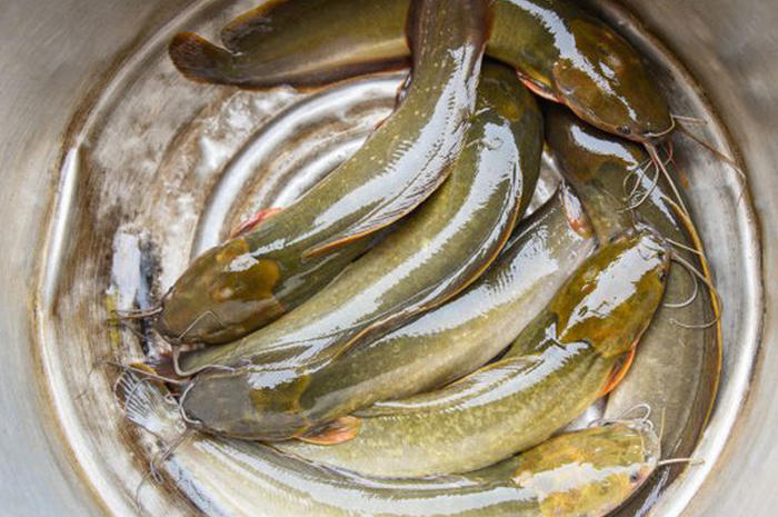 Begini rupanya rahasia pedagang pecel lele bersihkan ikan lele hingga tidak berlendir, cukup oleskan dengan bahan dapur berikut ini.