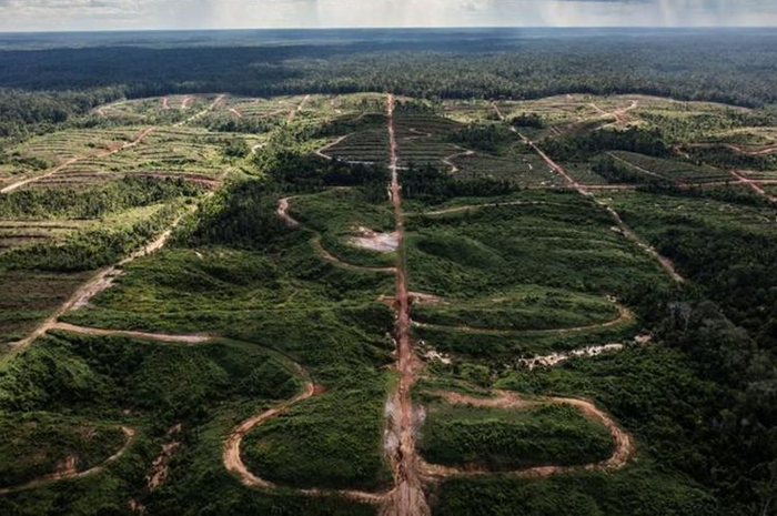 Hutan telah berganti menjadi petak-petak perkebunan kelapa sawit.