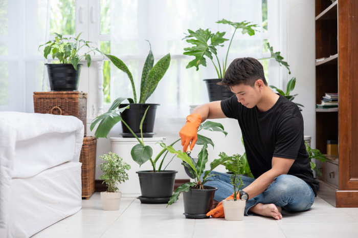 Begini cara agar daun tanaman hias makin kinclong, cuma bersihkan dengan 4 bahan alami berikut ini. Mau coba?