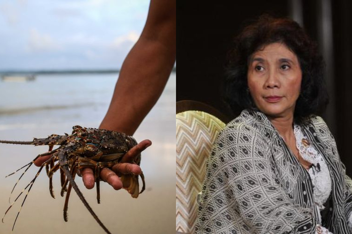 Ternyata Begini Wujud Benur yang Bikin Susi Pudjiastuti Nyebut Hingga Singgung Soal Ketamakan: Astagfirullah