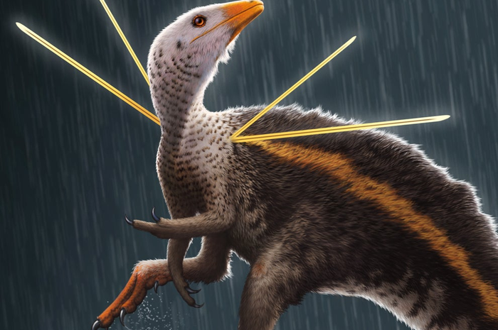 Ubirajara jubatus