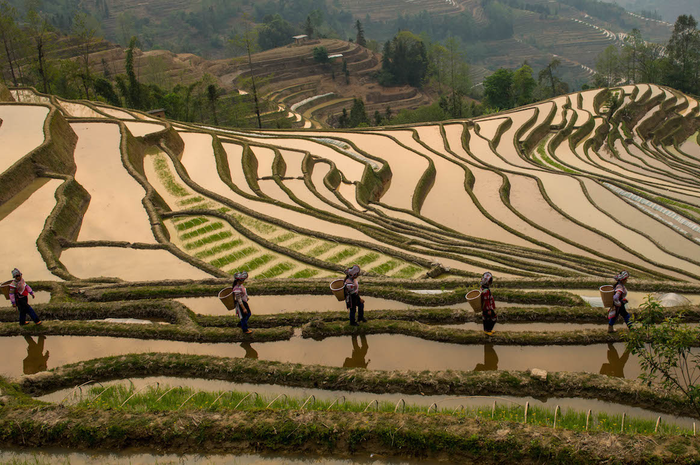 Sawah