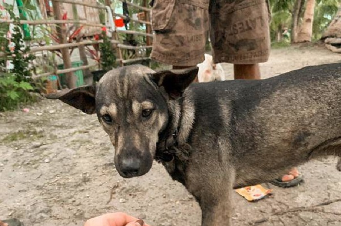 Blacky, si anjing yang menggonggong untuk memberikan tanda