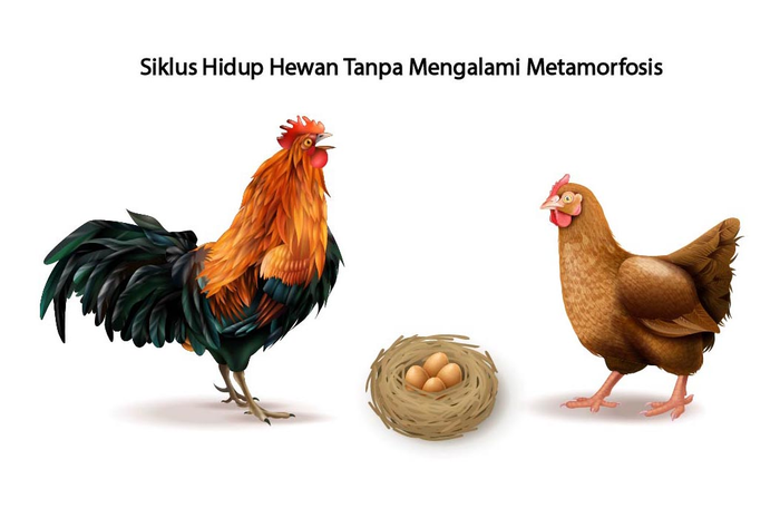 Ini jawaban buatlah kesimpulan tahapan siklus hidup hewan soal dalam buku tematik kelas 4 SD tema 6 halaman 8 dan 9. 