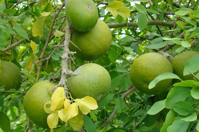 Buah Maja, yang dikaitkan dengan asal-usul Majapahit.
