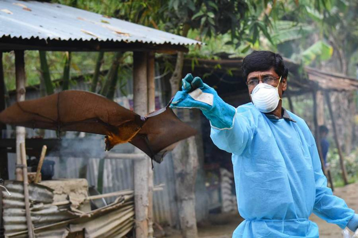 Ilustrasi Virus Nipah