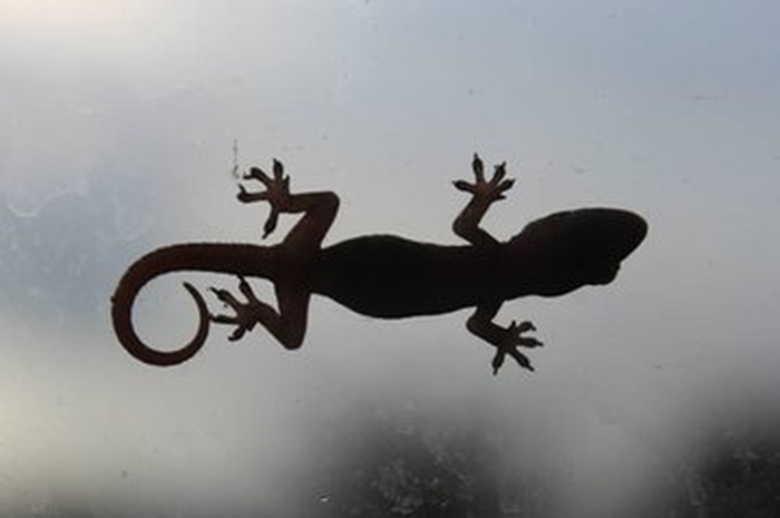Ilustrasi Cicak