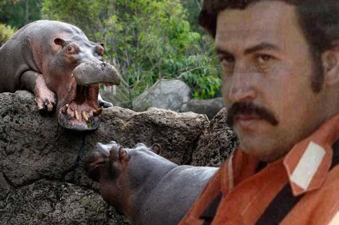 Kuda Nil Pablo Escobar