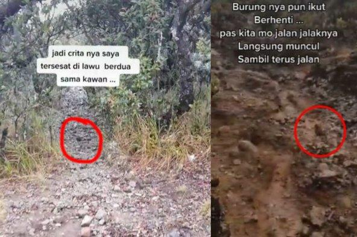 Burung jalak pemandu  pendaki tersesat