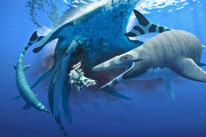 X. calminechari
