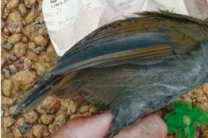 Burung pelanduk Kalimantan.