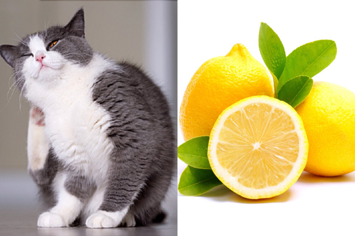 Basmi kutu kucing dengan bahan rumahan, salah satunya dengan lemon.