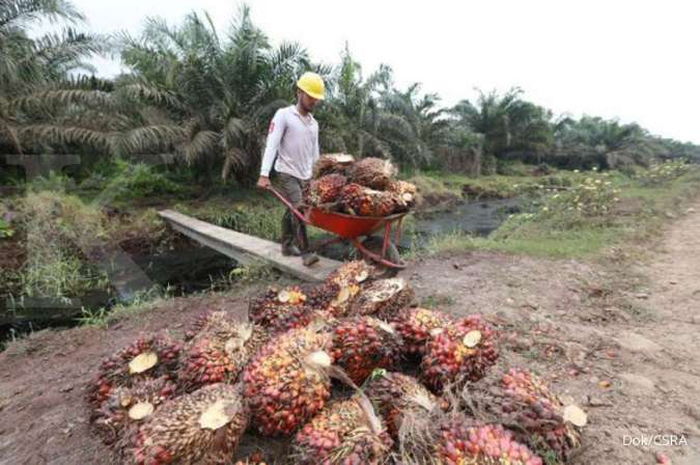 Ilustrasi Crude Palm Oil atau CPO.