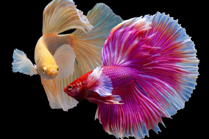 Ilustrasi ikan cupang halfmoon. 