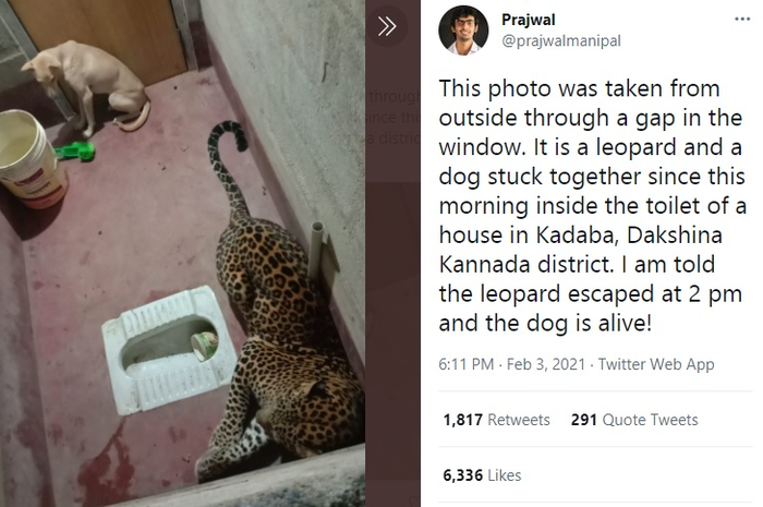 Video Anjing 7 Jam Terkurung Bersama Macan Tutul