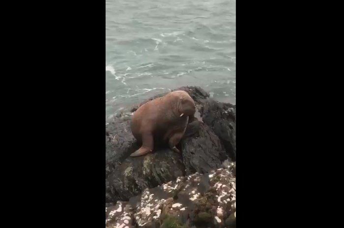 Seekor walrus muda terdampar di Pulau Valentia, Irlandia. 