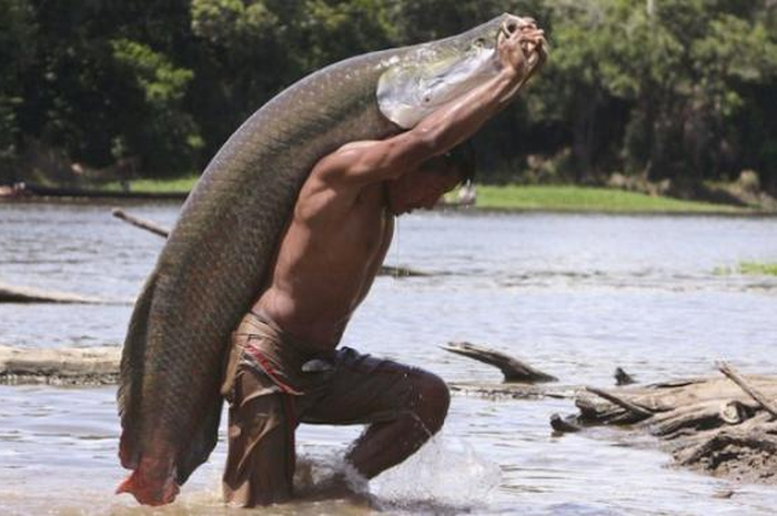 Ilustrasi ikan arapaima