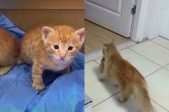 Induk kucing membawa anaknya berobat