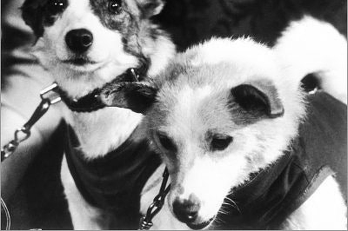 Belka dan Strelka, Sepasang Anjing Pertama yang Selamat dari Misi Luar Angkasa Uni Soviet, Berkat Mereka Soviet Makin Percaya Diri Kirim Orang Pertama Meluncur ke Luar Angkasa