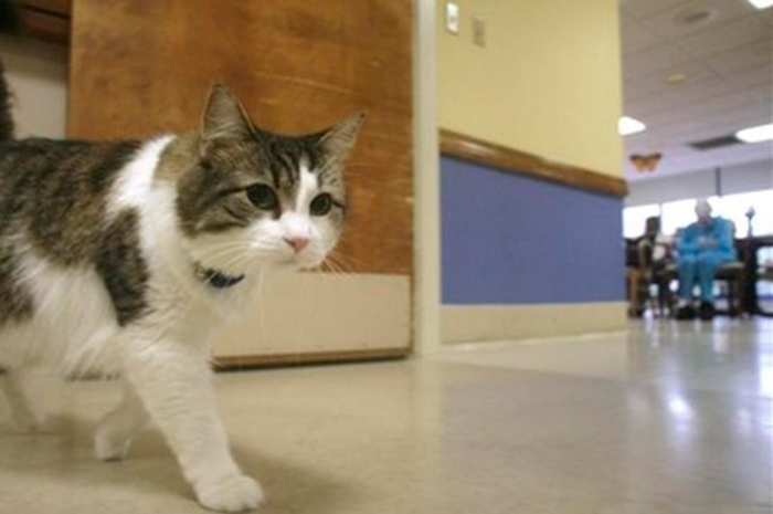 Oscar, kucing lucu yang justru bisa mendatangkan kematian