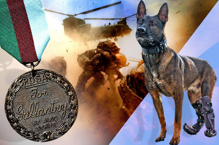 Kuno, anjing pekerja militer Inggris, pertaruhkan nyawa hingga harus kehilangan kaki.