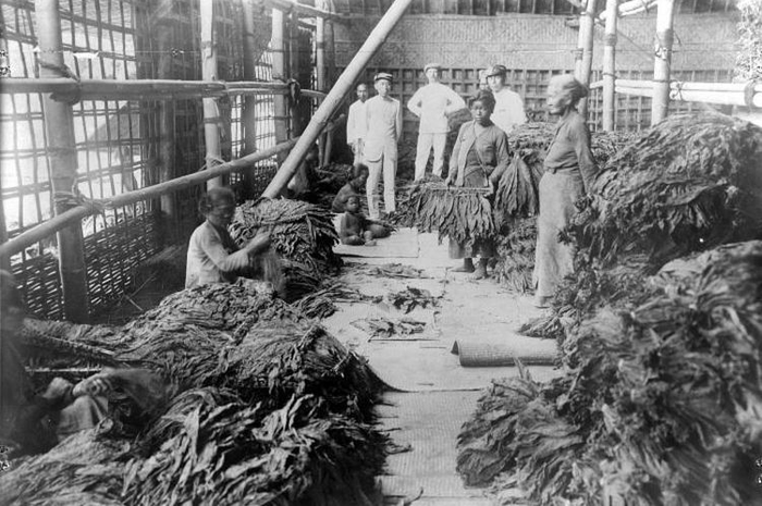 Rakyat di Jawa menyortir daun tembakau pada masa kolonial Hindia Belanda. 